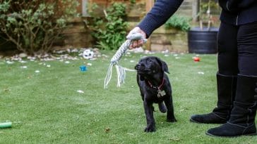milo-the-labrador