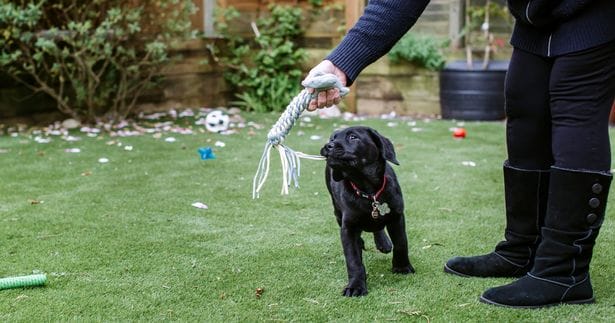 milo-the-labrador