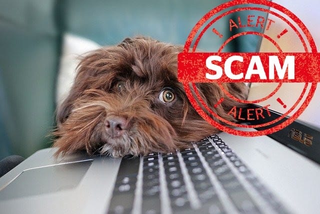 pet-scam