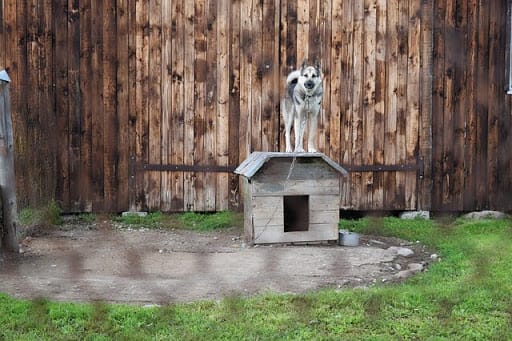 puppy-mill-dog