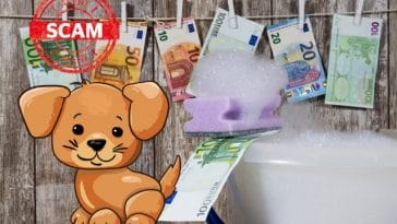 puppy-scam-money-laundry
