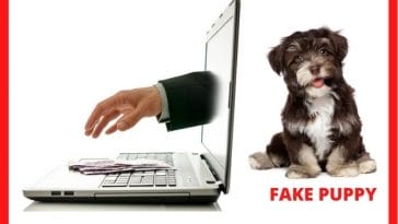 puppy scam on the rise 2021