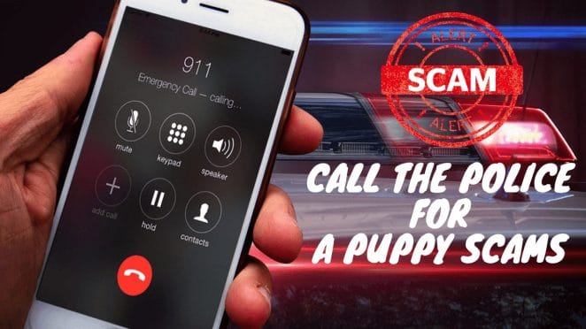 puppy-scam-police