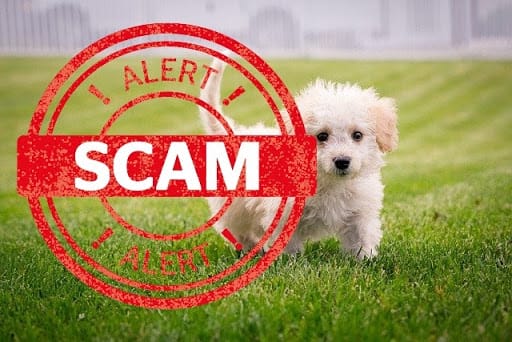 puppy-scam