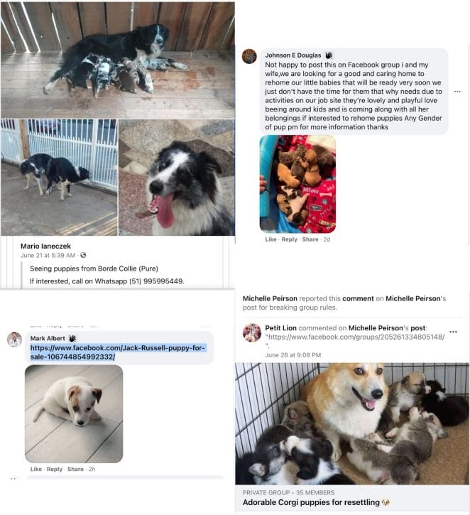 puppy-scammers-on-facebook