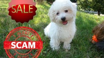 puppy-scams-alert