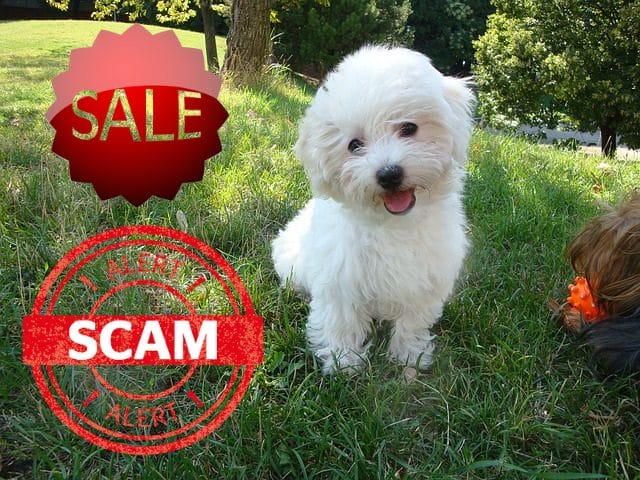 puppy-scams-alert