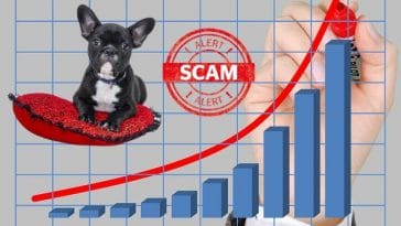 puppy-scams-skyrocketing