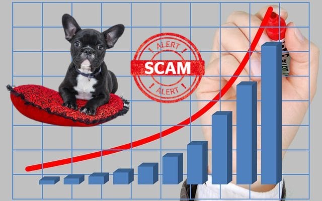 puppy-scams-skyrocketing