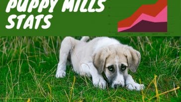 pupy-mills-stats