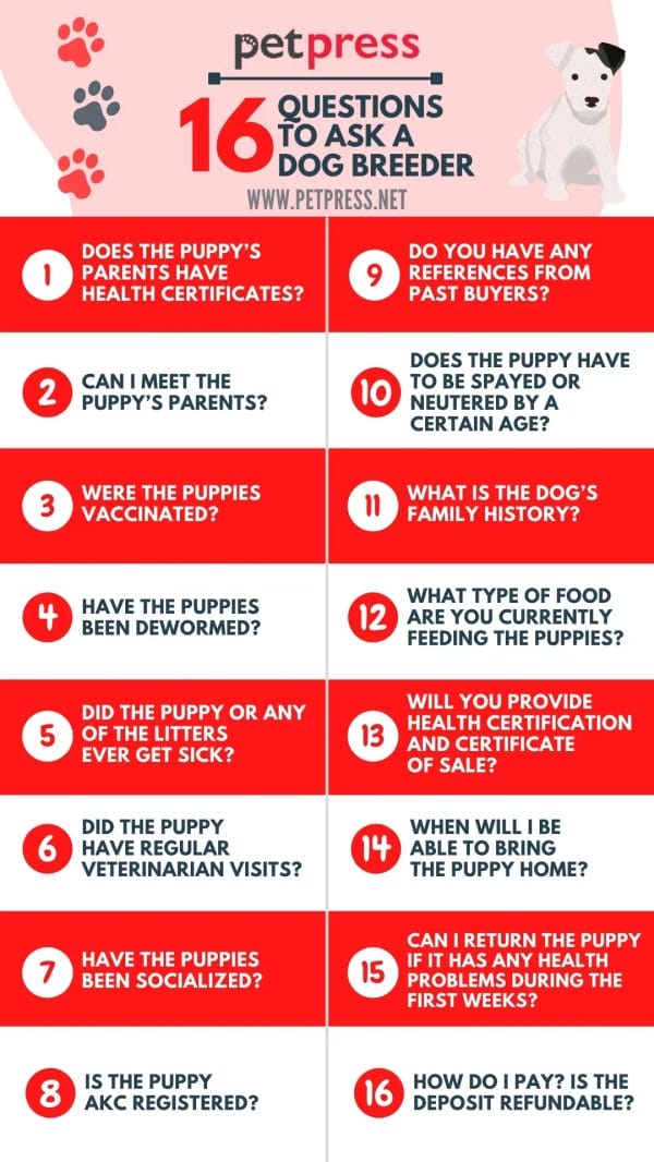 Questions That You Can Ask A Dog Breeder