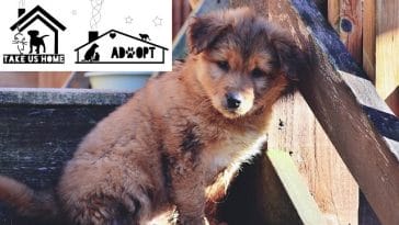 rescue-dog-puppy-mills