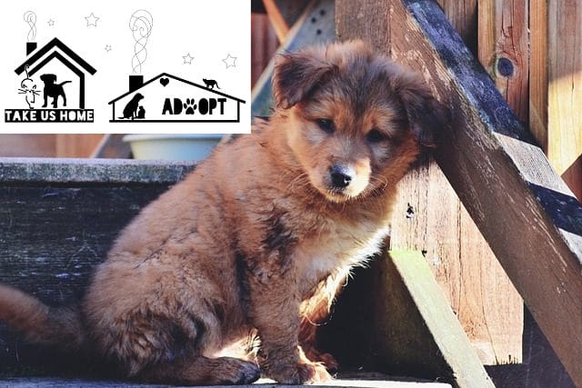 rescue-dog-puppy-mills