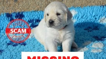 scam-missing-puppy