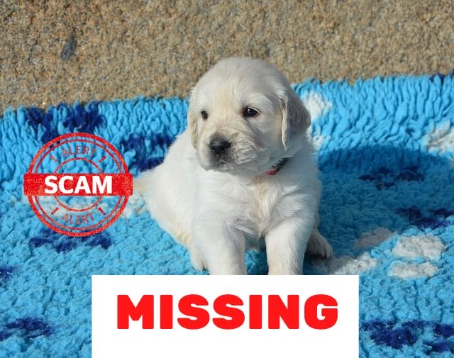 scam-missing-puppy