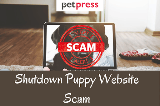 shutdown-puppy-scam-website