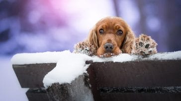 sick-cocker-spaniel