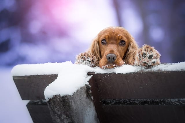 sick-cocker-spaniel