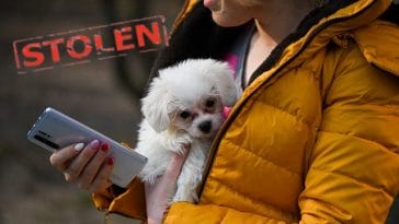 stolen-puppy