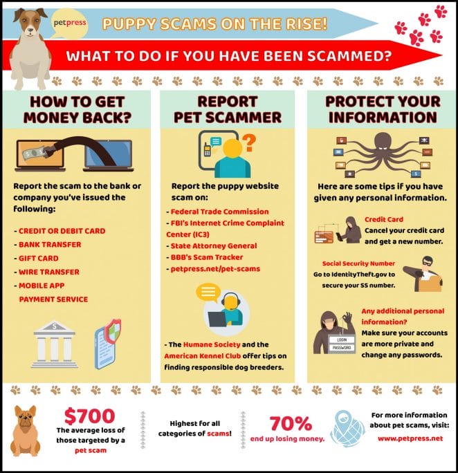 what to do if scammed? - infographics