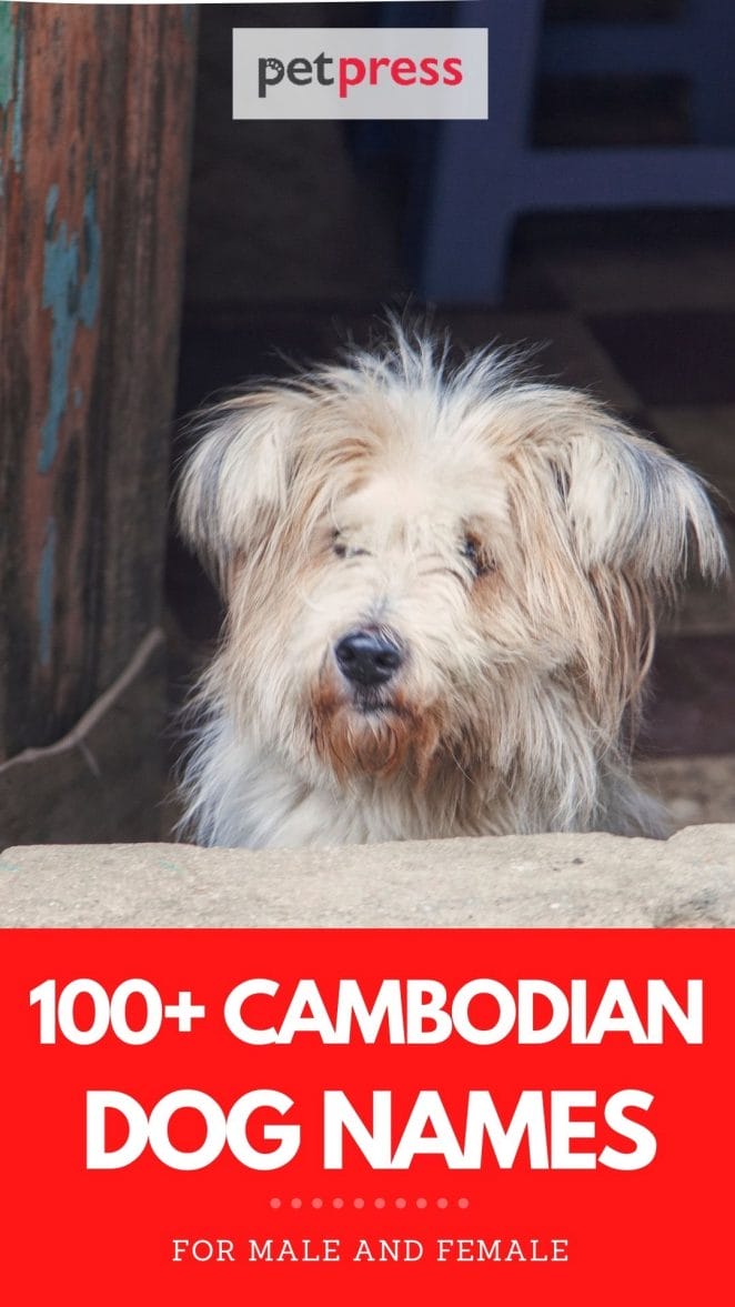 100+ cambodian dog names