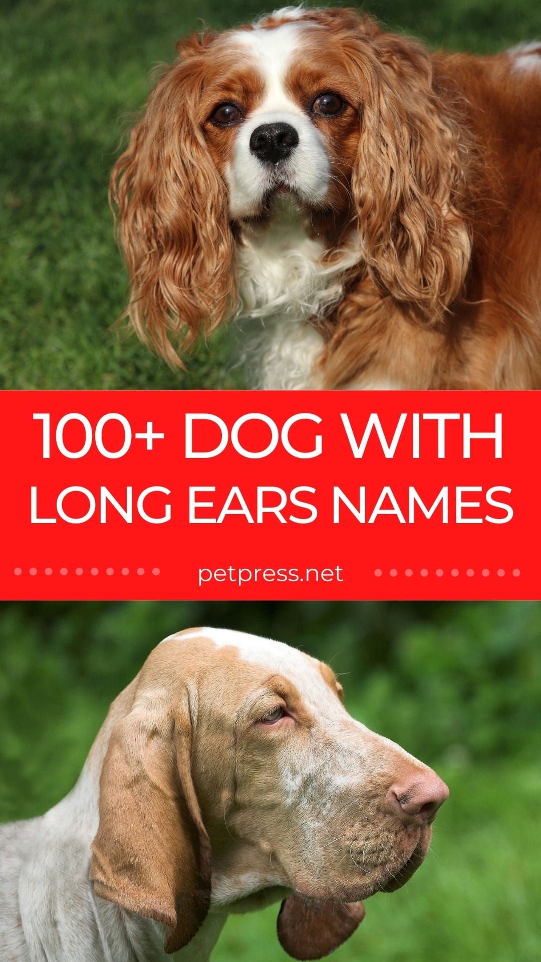 100+ Dog with Long Ears Names Name Ideas For Male & Female Dog