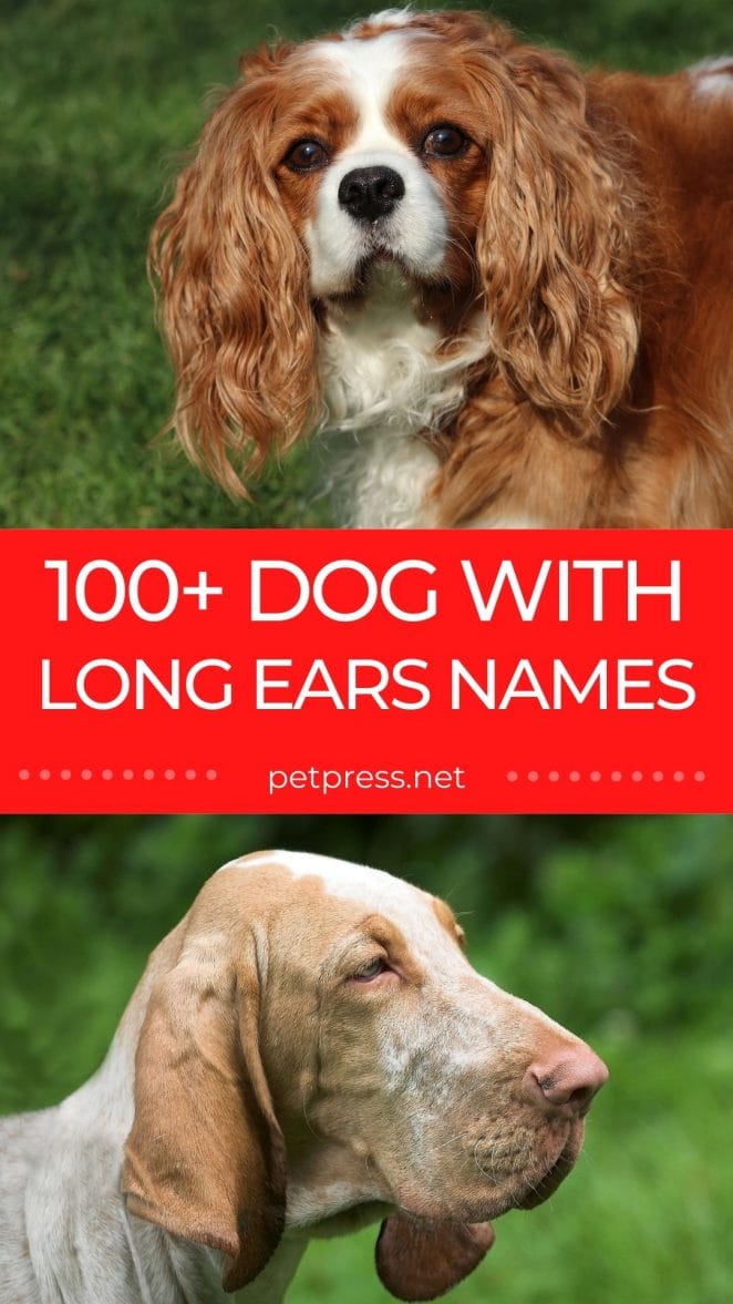 100+ dog with long ear names