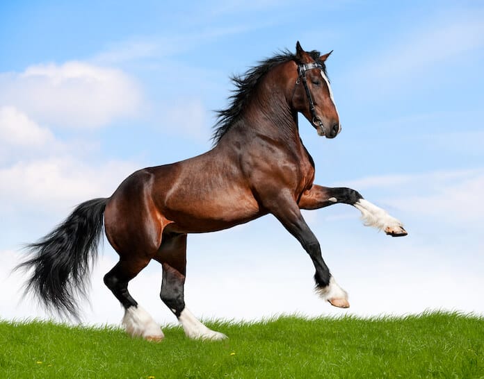 100-badass-horse-names-for-a-male-or-female-horse