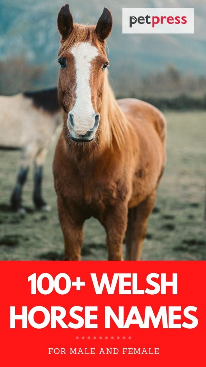 100+ welsh horse names