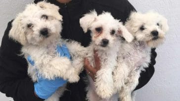 puppies smuggled in poor health