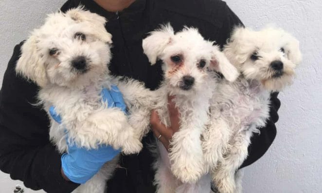puppies smuggled in poor health