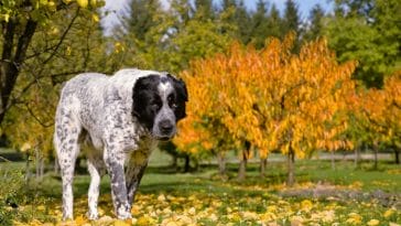 50+ Best Malay Dog Names - Name Ideas from Malaysian Language