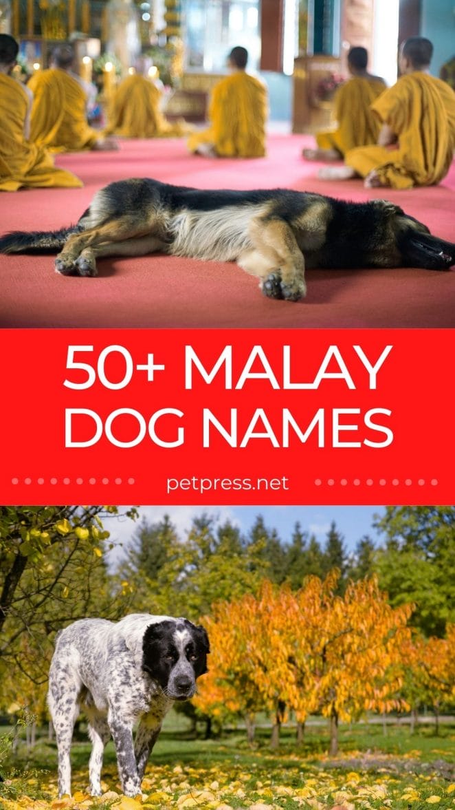 50+ malay dog names
