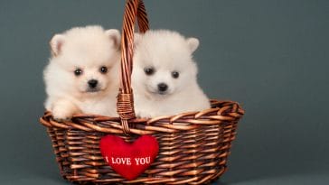 60+ Adorable Dog Names that End in I For Both Male & Female