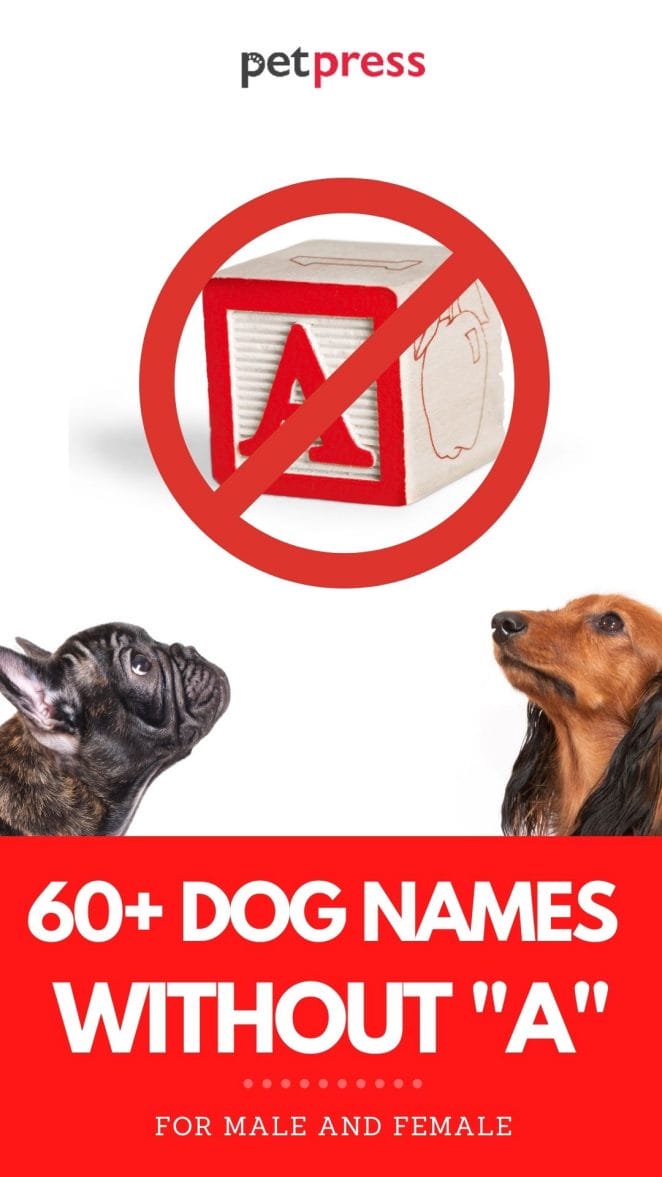 60+ Dog Names Without an A