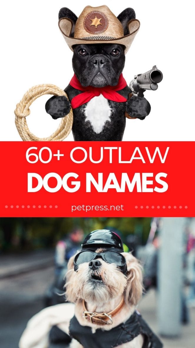 60+ outlaw dog names