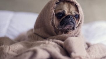 9 Signs your Dog Might be Sick