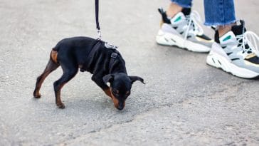 Best 140+ Dog Names Without Tai