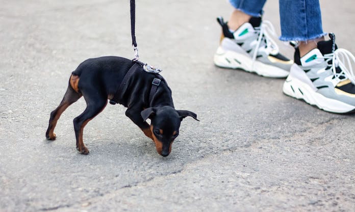 Best 140+ Dog Names Without Tai