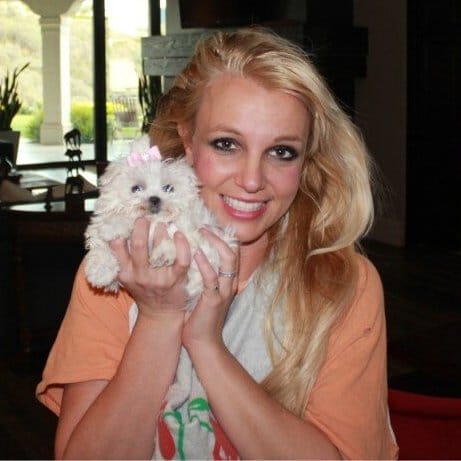 Britney-Spears-maltese