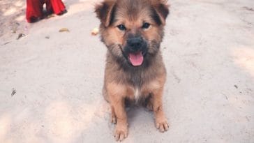 Cambodian Dog Names for naming a puppy