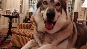 Captain, Cuomo's dog