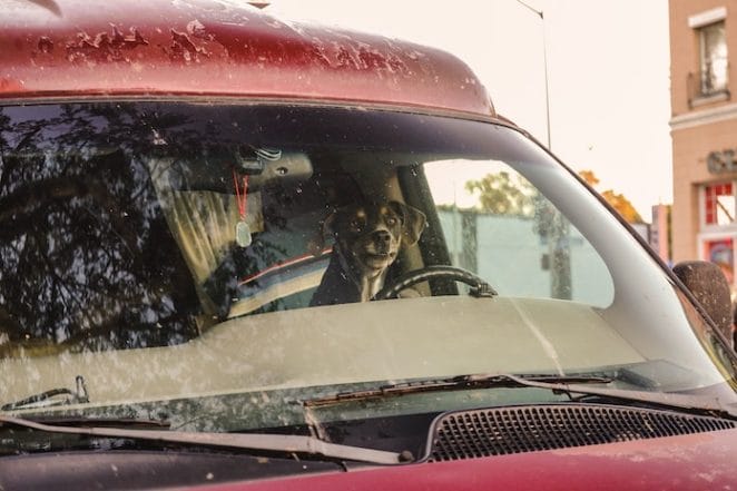 Do not leave dog in hot car