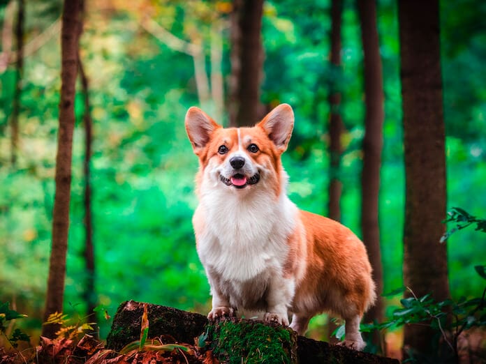 Female Dog Names Without Tail