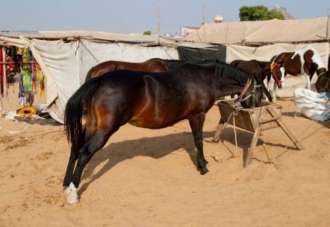 Female Marwari Horse Names