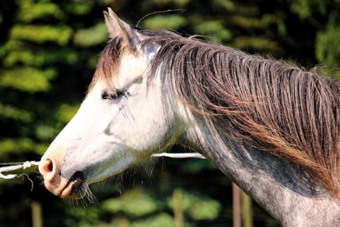 Female Welsh horse names