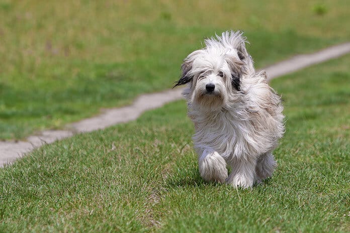 Funny Names For A Dog Without A Tail