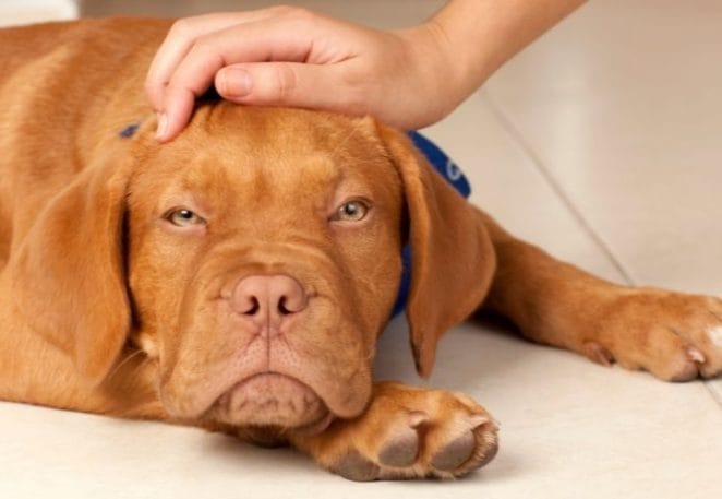 How to know if your dog is suffering from heatstroke