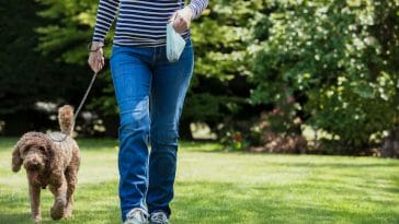 Law to Catch Dog Owners Not Picking Up Waste