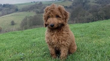 Little Boy’s Therapy Dog Stolen